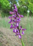 Anacamptis morio ssp. caucasica