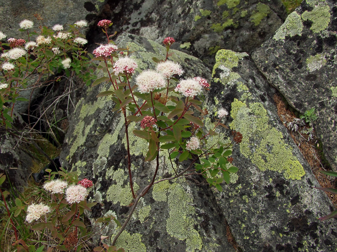 Изображение особи Spiraea beauverdiana.