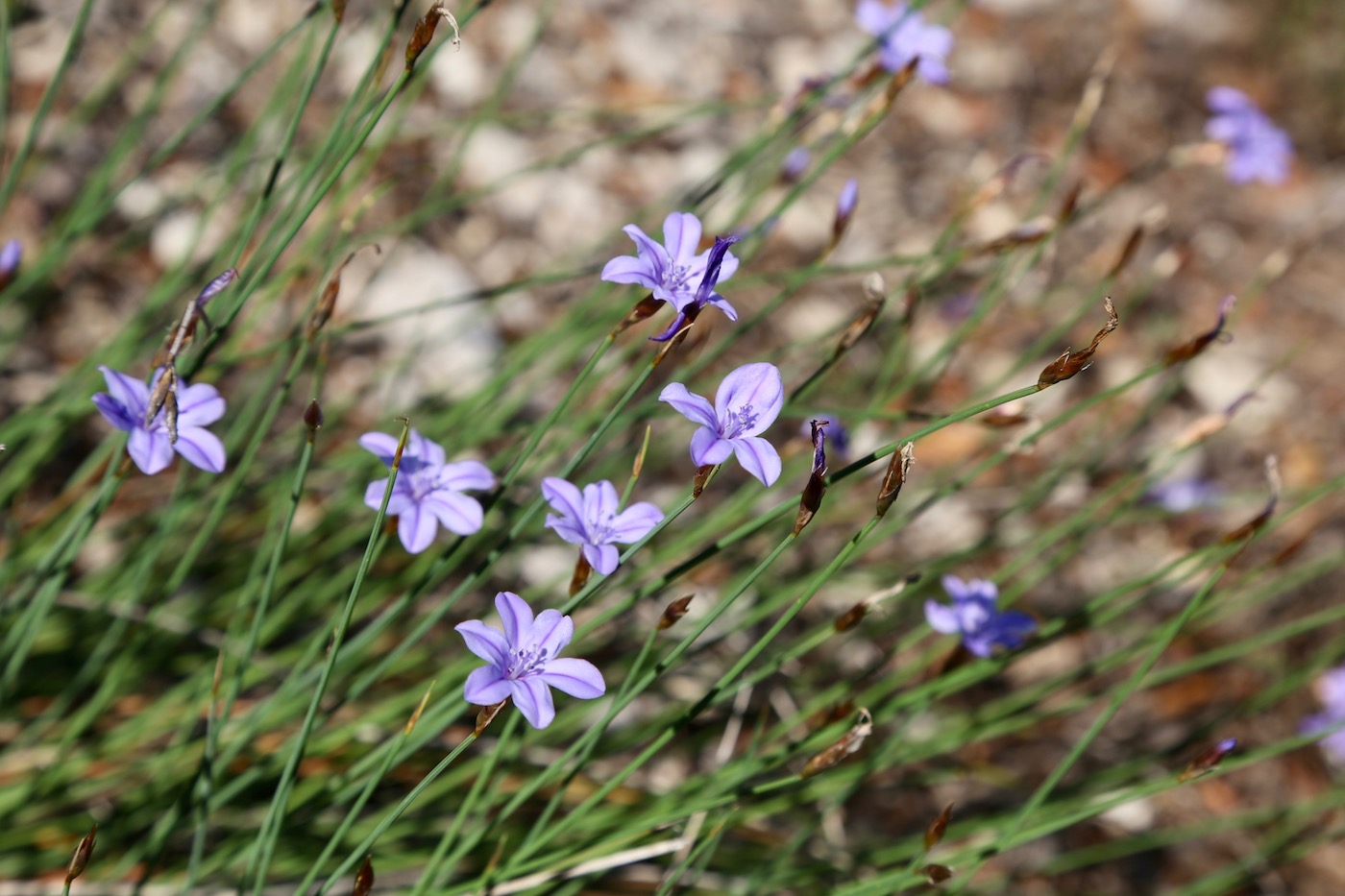 Изображение особи Aphyllanthes monspeliensis.