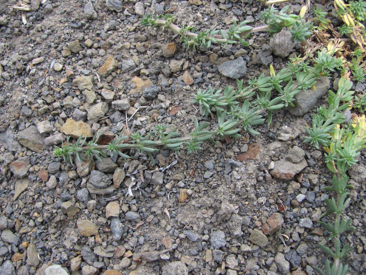 Image of Galium humifusum specimen.