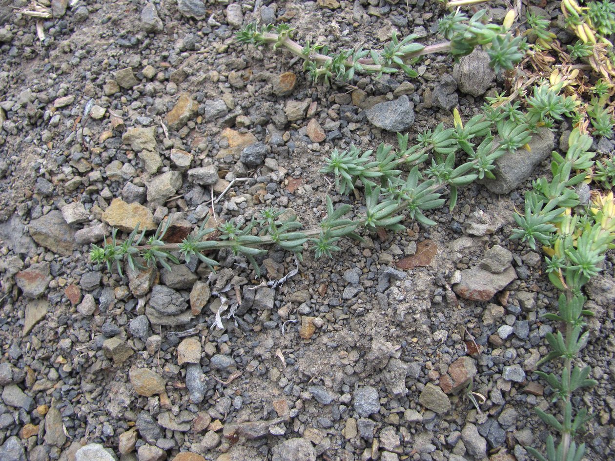 Image of Galium humifusum specimen.