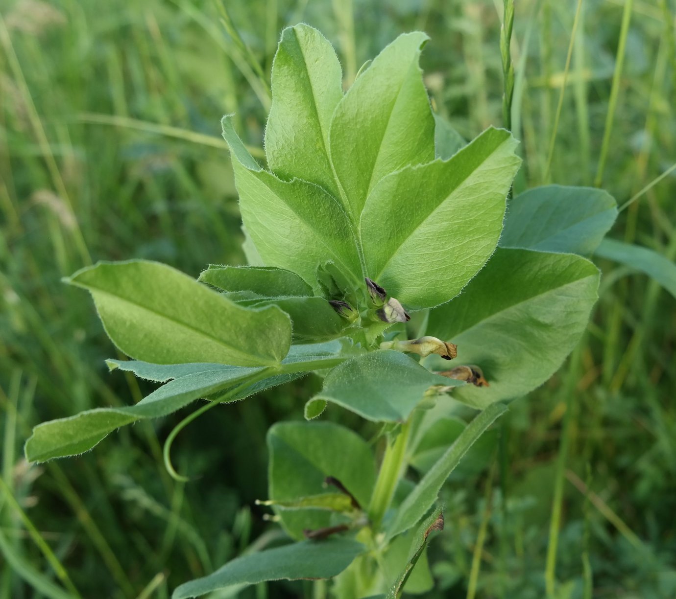 Изображение особи Vicia narbonensis.