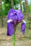 Iris hungarica. Цветок. Украина, Киевская обл., Вышгородский р-н, севернее с. Лебедевка, правый берег дренажного канала, смешанный лес. 23 мая 2010 г.