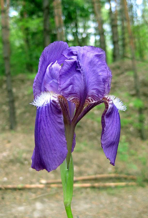 Изображение особи Iris hungarica.