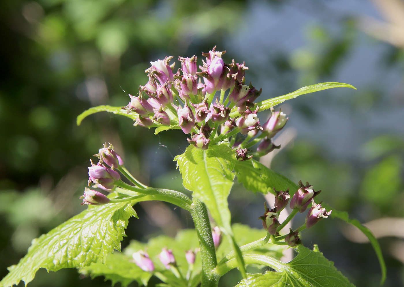 Image of Lunaria rediviva specimen.