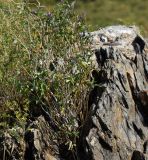 Solanum dulcamara