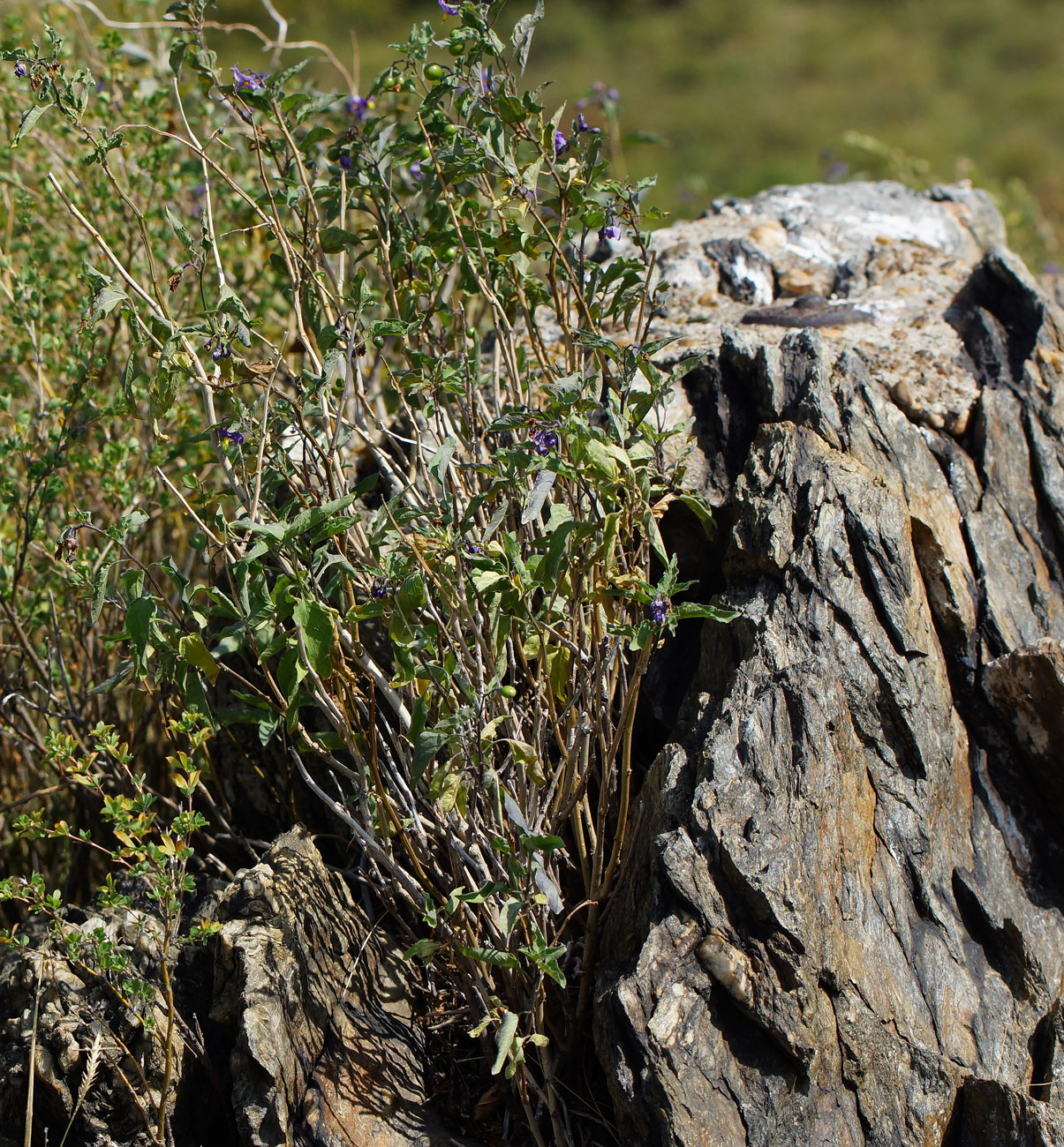 Image of Solanum dulcamara specimen.