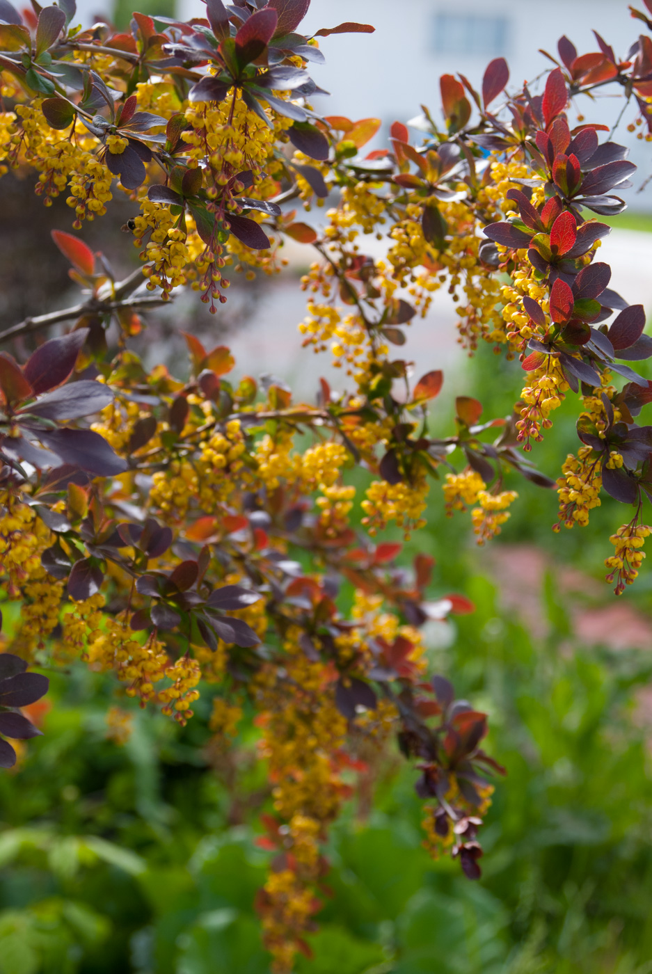 Image of Berberis vulgaris f. atropurpurea specimen.