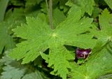 Geranium phaeum. Лист. Пермь, Свердловский р-н, в озеленении двора. 14 июня 2018 г.