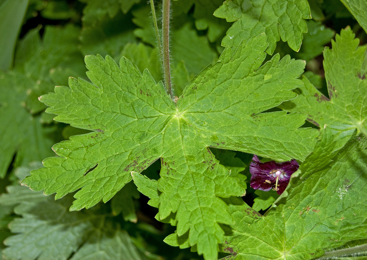 Image of Geranium phaeum specimen.