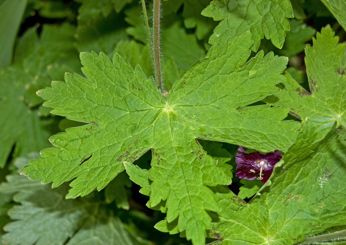 Изображение особи Geranium phaeum.