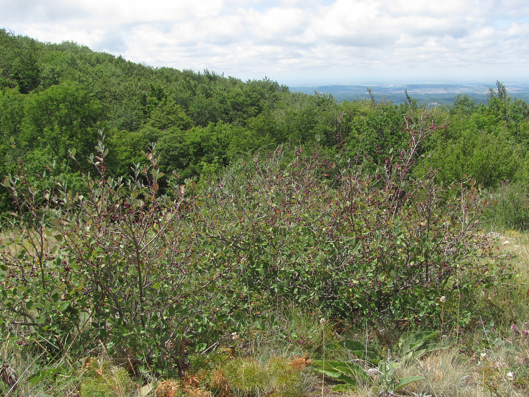 Image of Cotoneaster melanocarpus specimen.