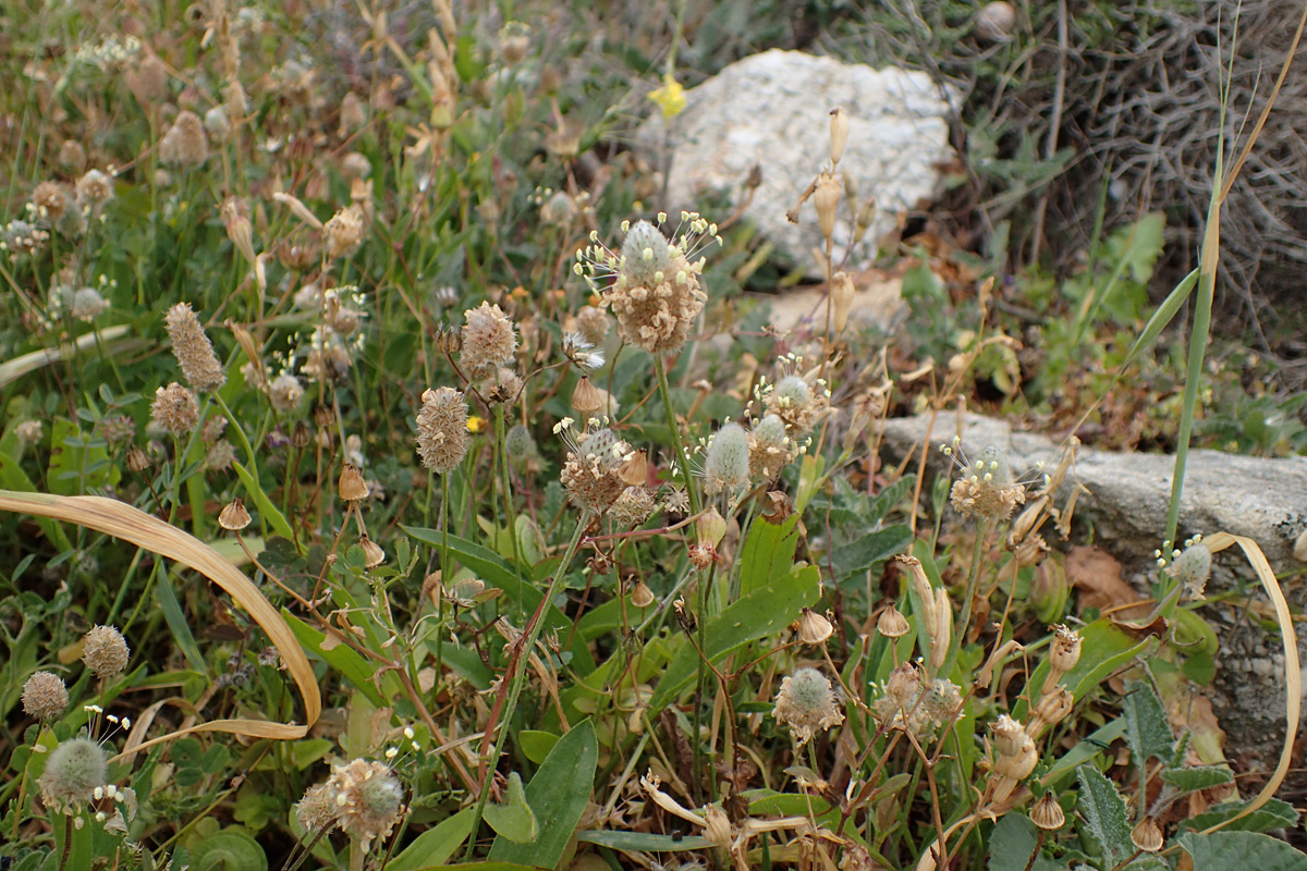 Изображение особи Plantago lagopus.