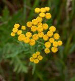 Tanacetum vulgare