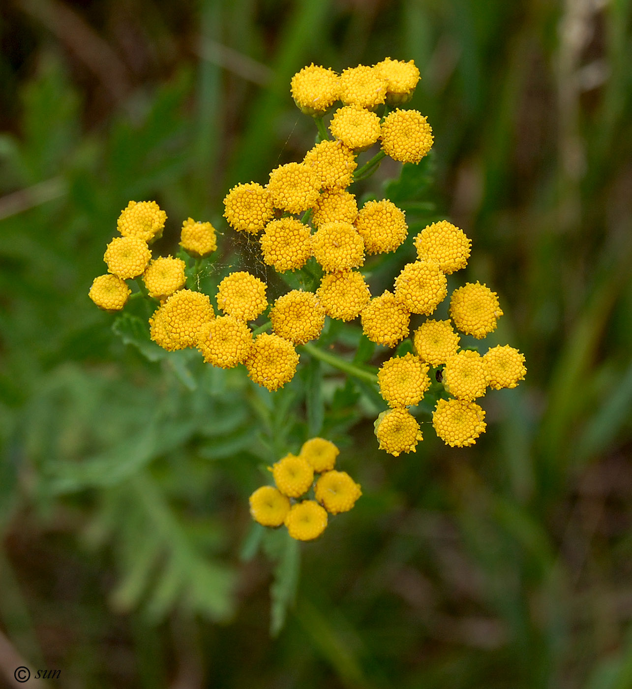 Image of Tanacetum vulgare specimen.