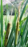 Typha latifolia. Верхушки листьев и незрелые соплодия. Узбекистан, Андижанская обл., Булакбашинский р-н, окр. пос. Ширманбулак, берег оросительного канала. 06.07.2014.