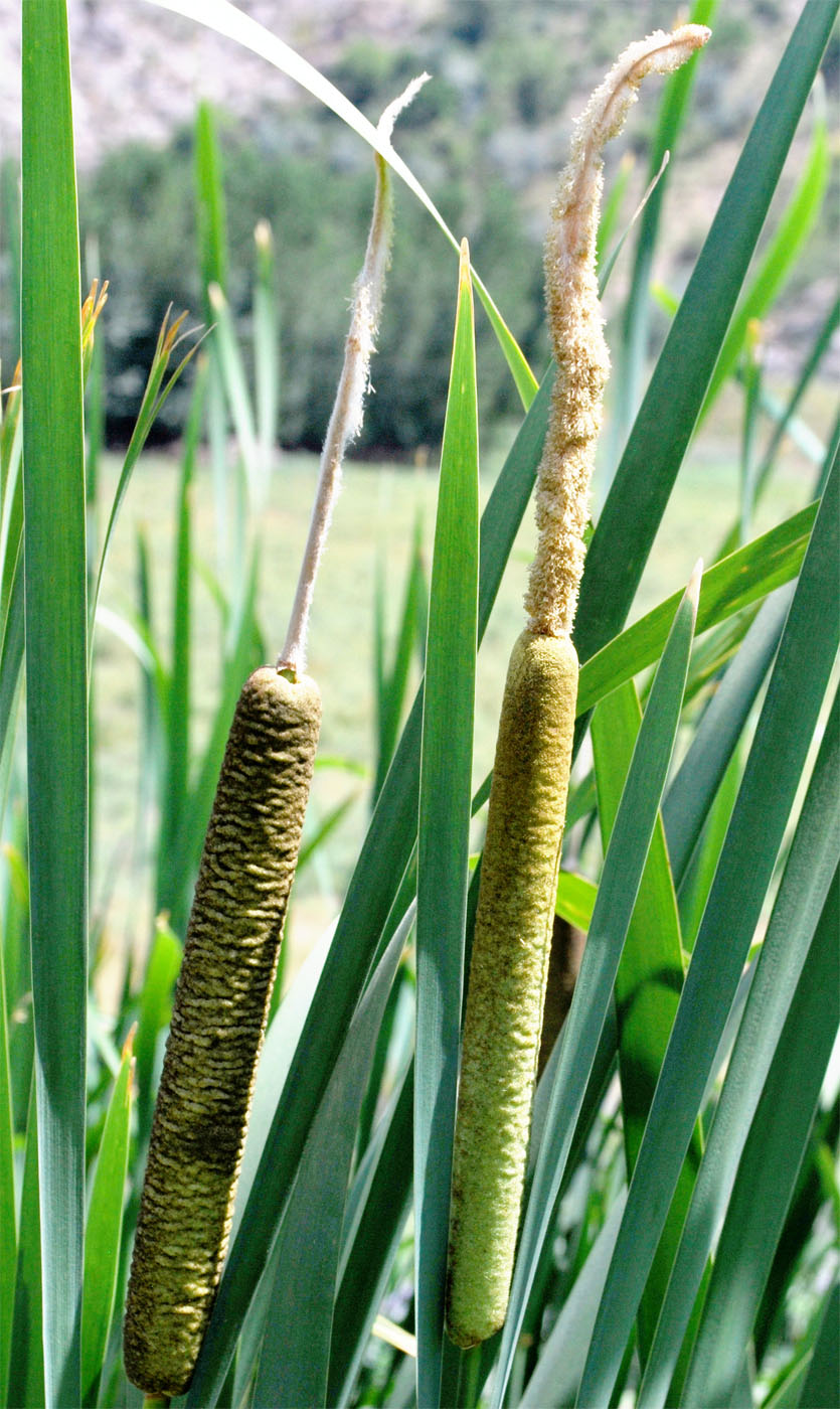 Изображение особи Typha latifolia.