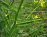 Bunias orientalis. Побеги в средней части растения. Чувашия, окр. г. Шумерля, Кумашкинский заказник, Соколова поляна. 1 июня 2010 г.