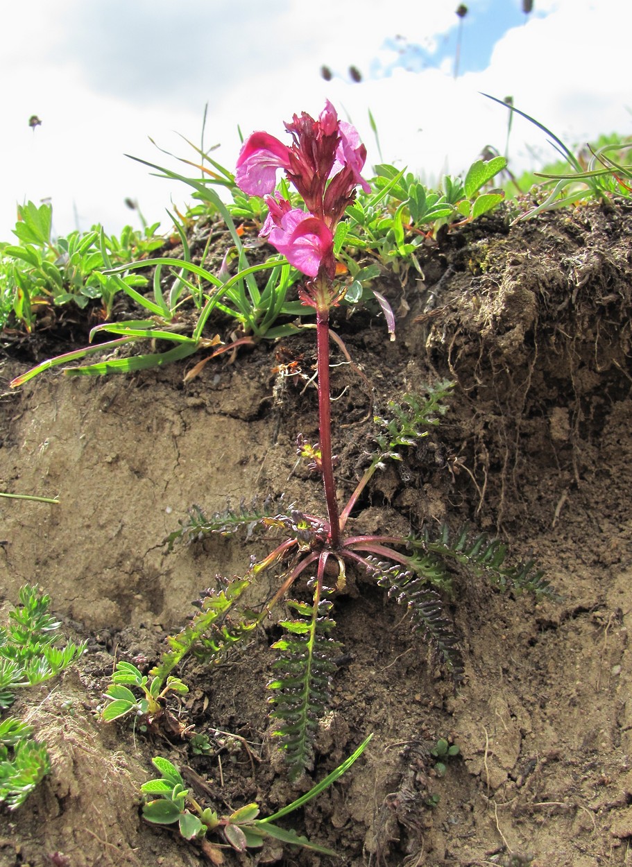 Изображение особи Pedicularis nordmanniana.