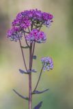 Hylotelephium triphyllum. Верхушка растения с соцветиями. Воронежская обл., Подгоренский р-н, окр. с. Белогорье, пойменный лес. 19.08.2018.