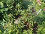 genus Rhododendron. Вегетирующее растение. Тверская обл., г. Тверь, Городской сад, на клумбе. 07.09.2018.