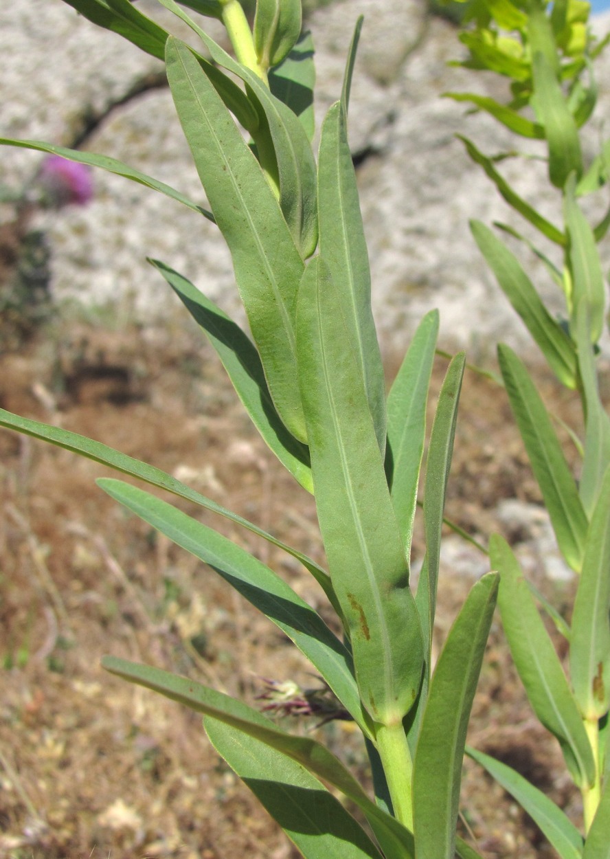 Изображение особи Euphorbia boissieriana.