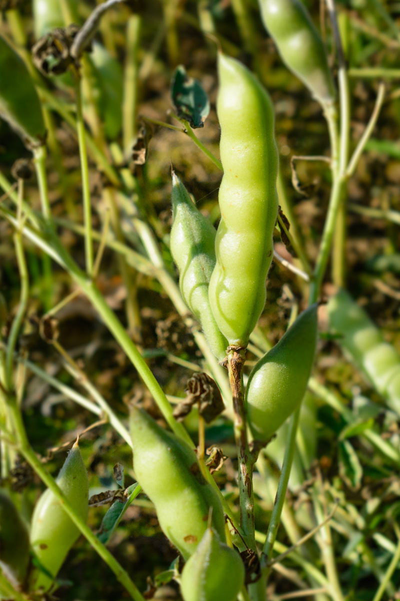 Image of Lupinus albus specimen.