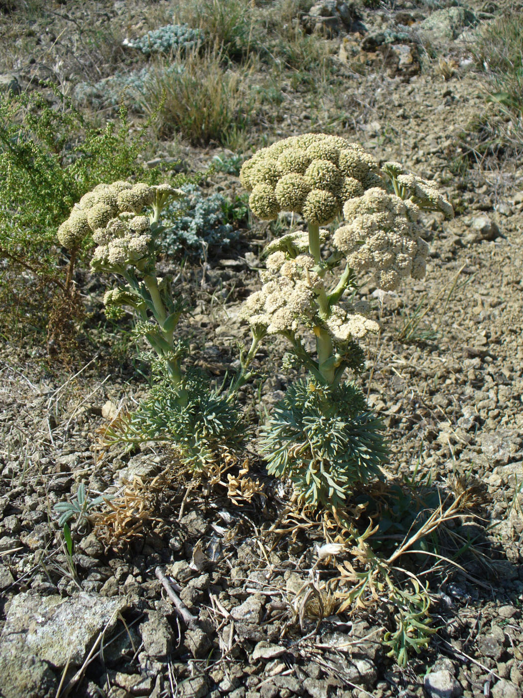 Image of Seseli gummiferum specimen.