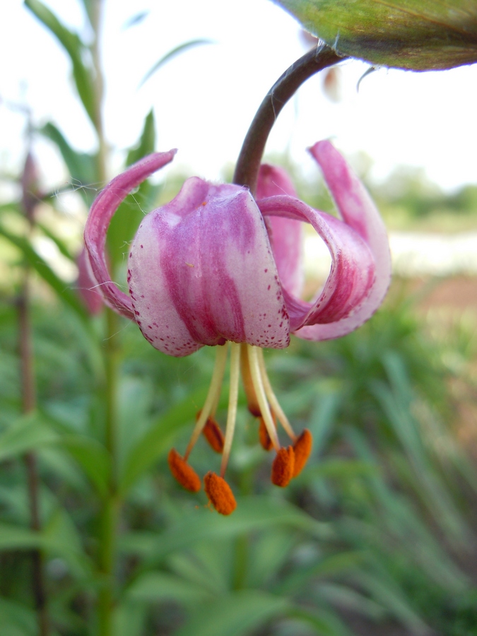 Изображение особи Lilium pilosiusculum.