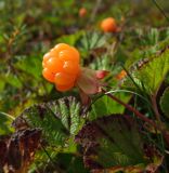 Rubus chamaemorus