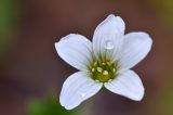 Saxifraga sibirica. Цветок. Кыргызстан, Иссык-Кульская обл., Внутренний Тянь-Шань, хр. Терскей Ала-Тоо, ущ. Чон-Кызылсуу, правый берег р. Саватор (в 3 км выше метеостанции), 2800 м н.у.м., еловый лес.