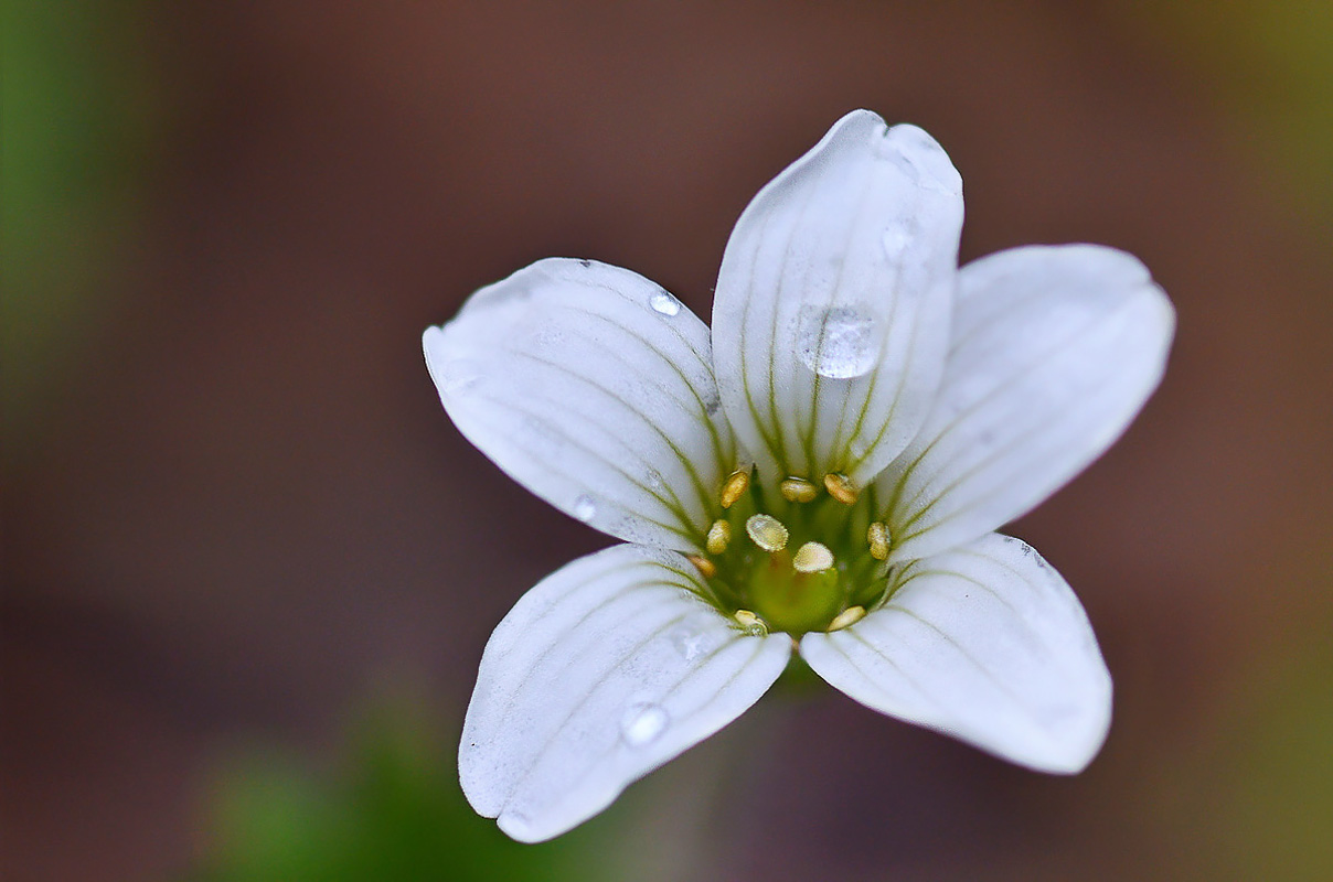 Image of Saxifraga sibirica specimen.