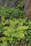 Dryopteris assimilis. Взрослое растение в типичном местообитании - у подножья скального уступа в берёзовом редколесье. Окрестности Мурманска, конец августа 2008 г.