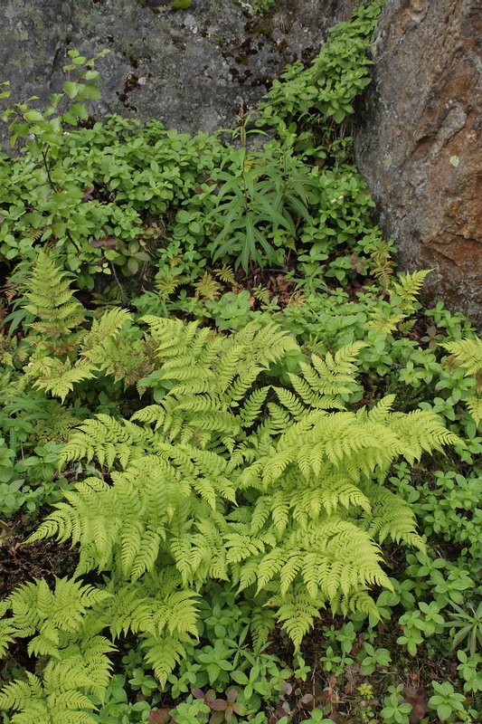 Изображение особи Dryopteris assimilis.