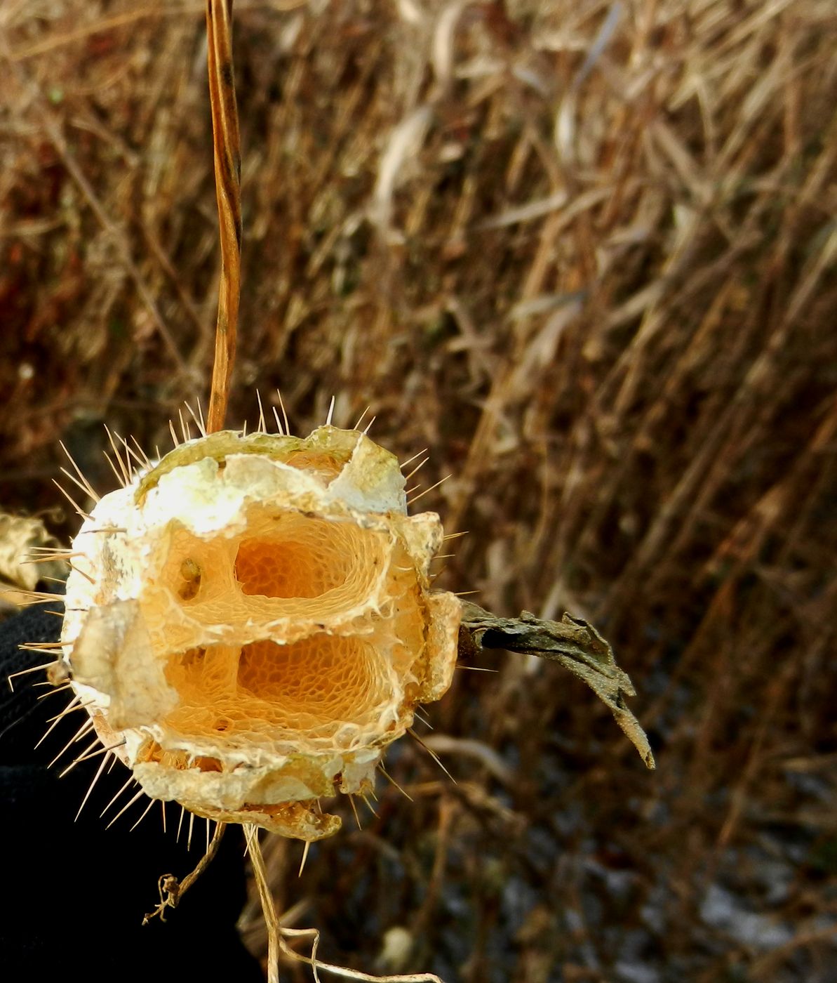 Изображение особи Echinocystis lobata.