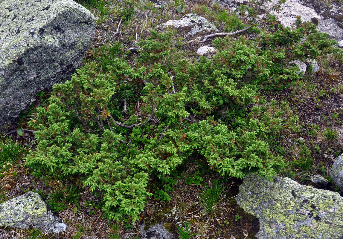 Изображение особи Juniperus sibirica.