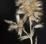 Melica ciliata