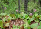 Bergenia crassifolia. Цветущие растения. Иркутская обл., Иркутский р-н, ур. Сухое озеро, смешанный лес, скальник. 31.05.2018.