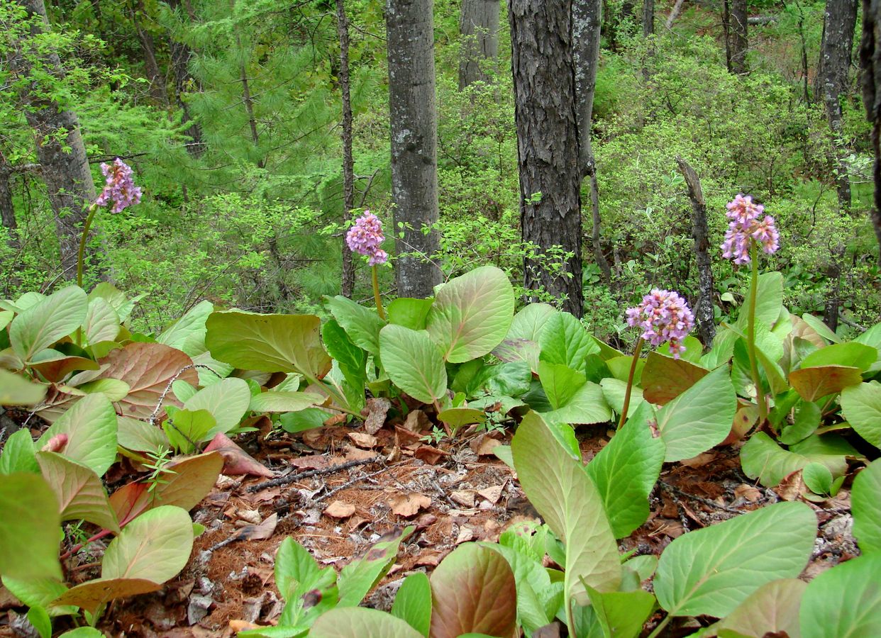 Image of Bergenia crassifolia specimen.