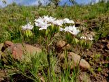 Corymbium villosum