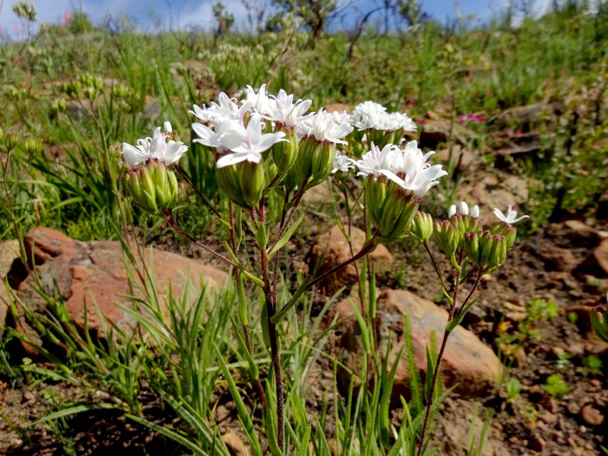 Изображение особи Corymbium villosum.