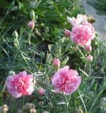 Dianthus caryophyllus