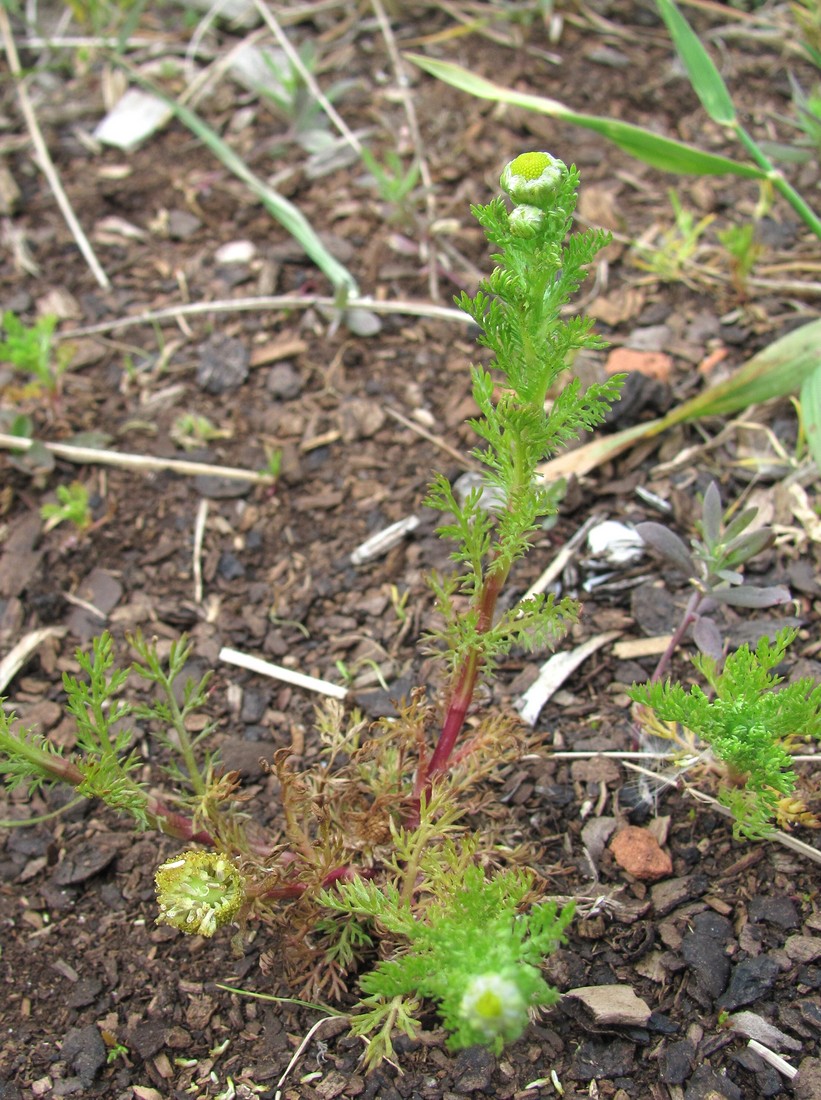 Image of Matricaria discoidea specimen.