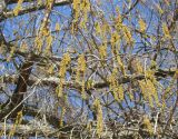 Taxodium distichum