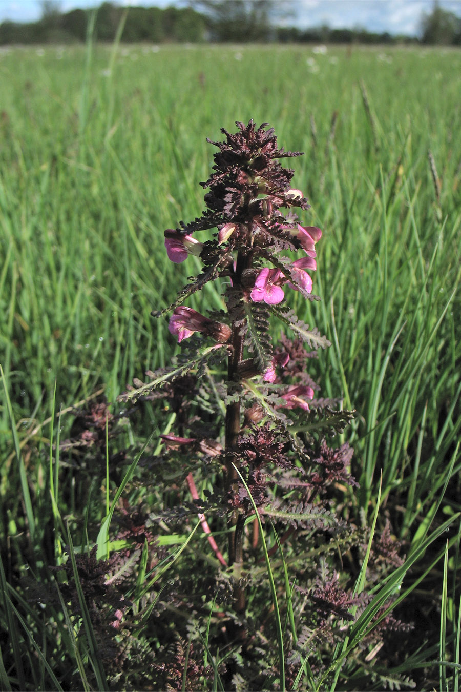 Изображение особи Pedicularis palustris.