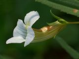 Gratiola officinalis