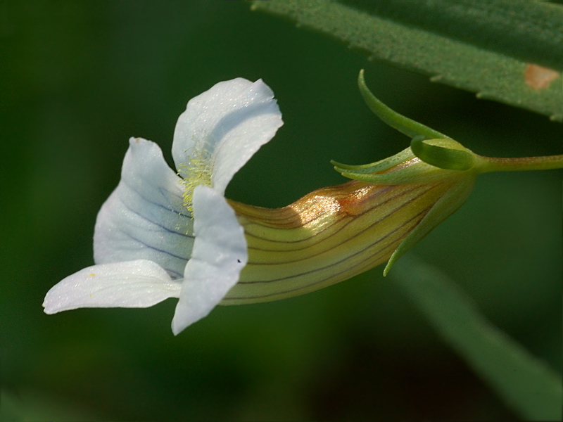 Image of Gratiola officinalis specimen.