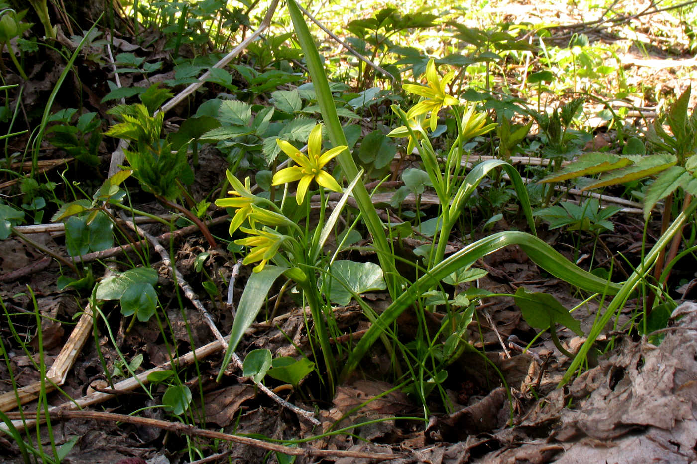 Image of Gagea lutea specimen.