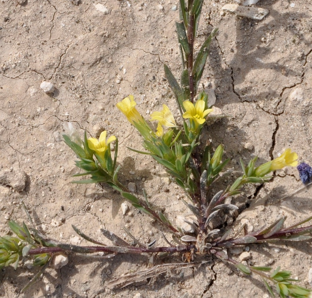 Изображение особи Linum strictum ssp. spicatum.