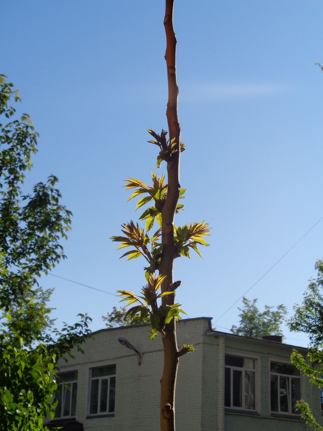 Изображение особи Ailanthus altissima.